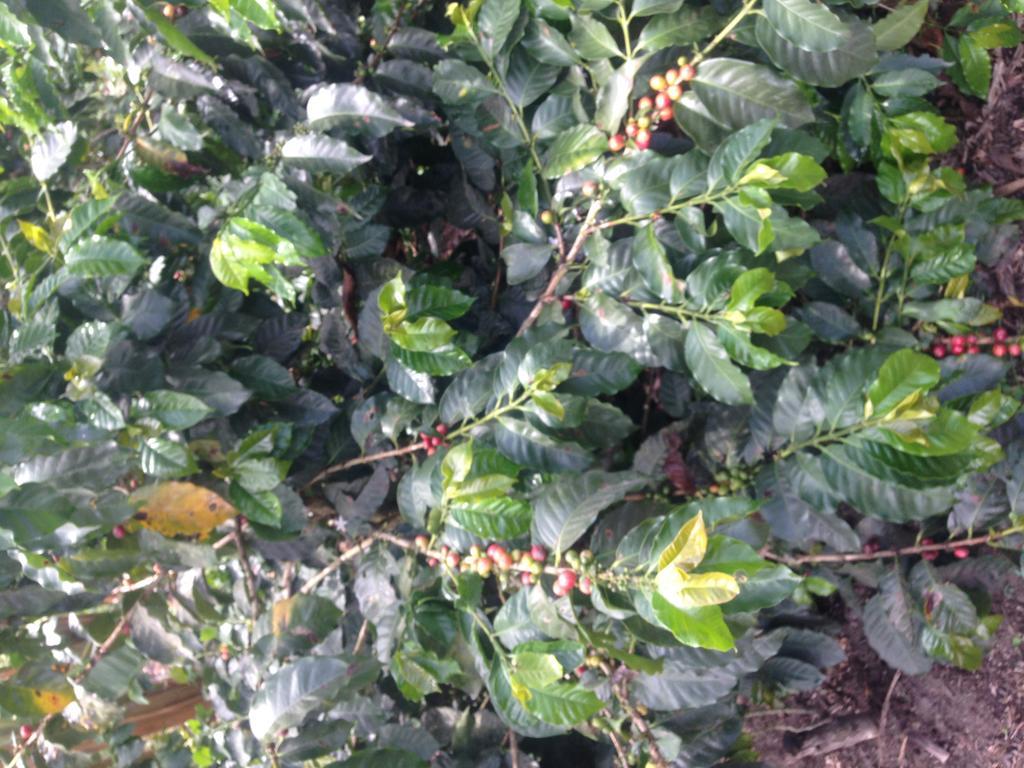 Finca El Diamante Willa Calarcá Zewnętrze zdjęcie