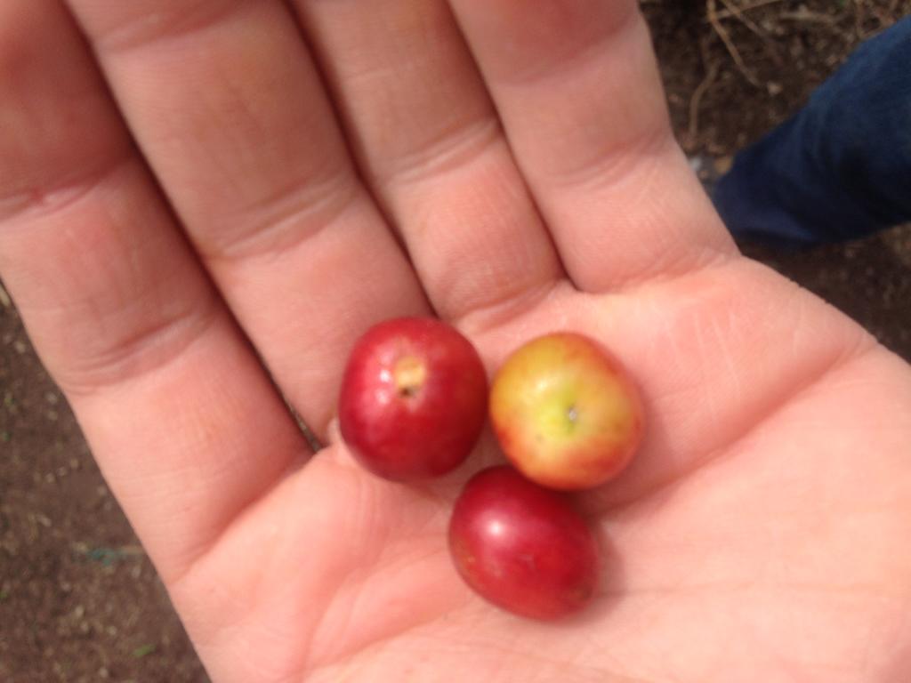 Finca El Diamante Willa Calarcá Zewnętrze zdjęcie