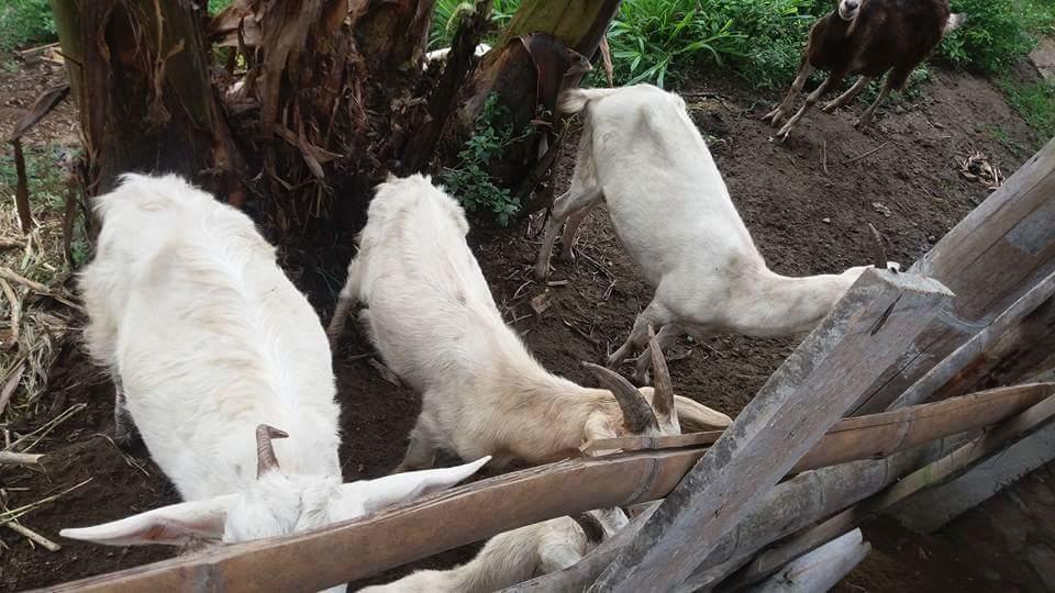 Finca El Diamante Willa Calarcá Zewnętrze zdjęcie