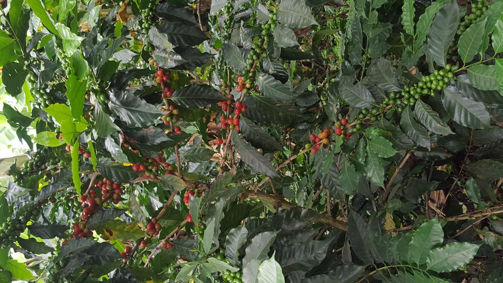 Finca El Diamante Willa Calarcá Zewnętrze zdjęcie