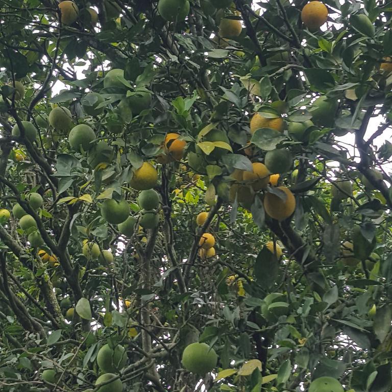 Finca El Diamante Willa Calarcá Zewnętrze zdjęcie