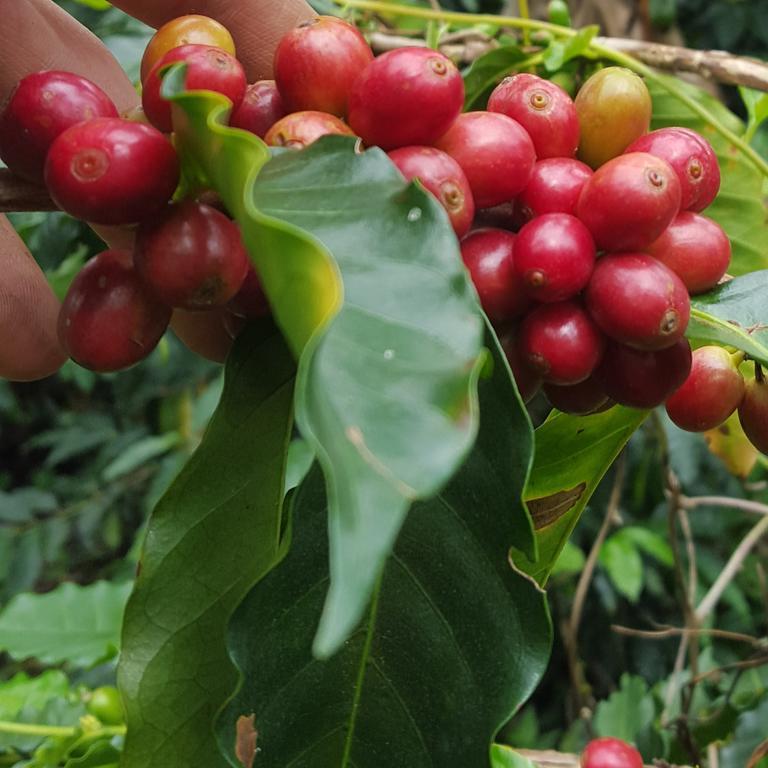 Finca El Diamante Willa Calarcá Zewnętrze zdjęcie